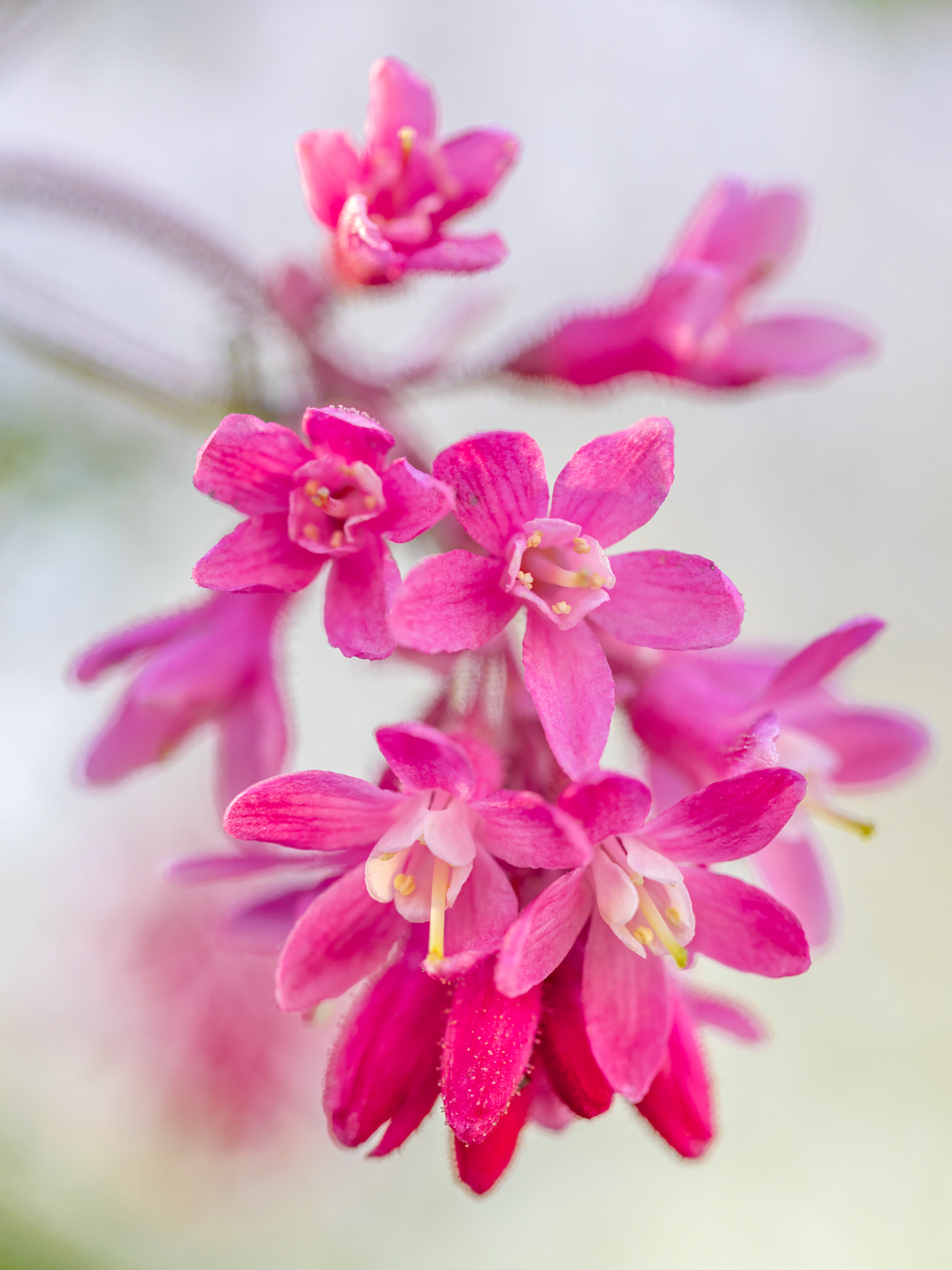 Amerikanische Johannisbeere